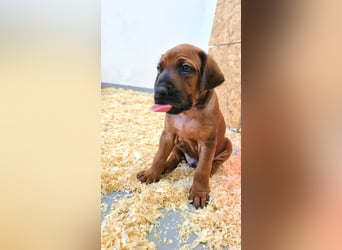 Rhodesian Ridgeback Welpen