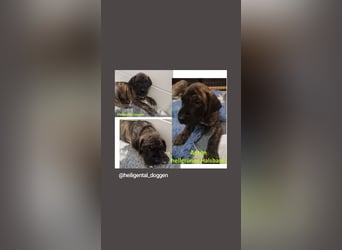 Deutsche Doggen Welpen US Linie Sonderfarben