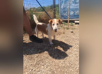 Woody, freundlich, gelassener Jack Russel Mix Rüde geb. 2021