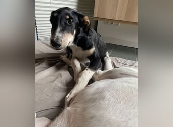 Alessio, PS bei Berlin ,arme Windhund-Mix Seele , vertrieben und geprügelt