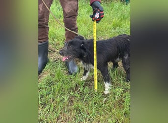 Zorro, geboren 25.09.2024, 40cm sucht sein Glück