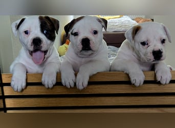 American Bulldog Welpen aus Hybrid/Standard Verpaarung ab Mitte Juni abzugeben, www.cocodin-bulls.de