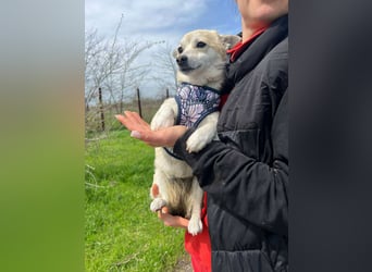 Kleine Ilvy sucht Menschen mit Herz