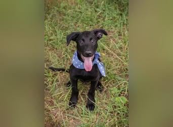 Sarino - der Labradorwelpe ist sozial, aktiv und menschenbezogen