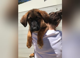 Schäferhund Mix Biba