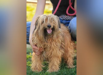 Berit-Bagatel PP – zarte Hundedame sucht ruhiges Zuhause fürs Herz