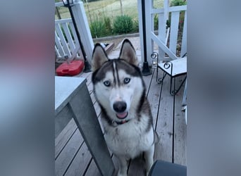 Husky aus gesundheitlichen Gründen schweren Herzen Abzug