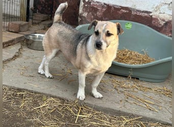 Izisz, geb. 05.01.2023, 42 cm, sucht ihre Familie
