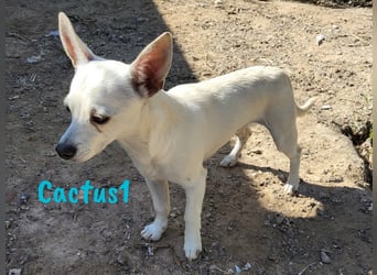 Cactus1 01/2024 (ESP) - verspielter, kleiner Chihuahua-Mix!