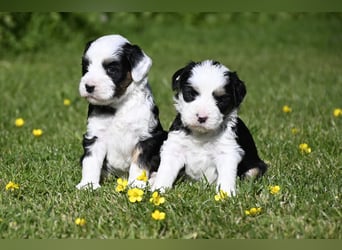 traumhaft hübscher Tibet Terrier Welpen aus erfahrender Zucht  sind geboren dürfen im Juni ausziehen