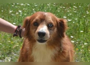 Vagabundo, einer von zwölf zurückgelassenen Hunden sucht ein neues Zuhause