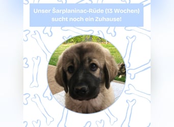 Sarplaninac-Welpe sucht neues Zuhause (Hirtenhund, Herdenschutzhund, Schäferhund)