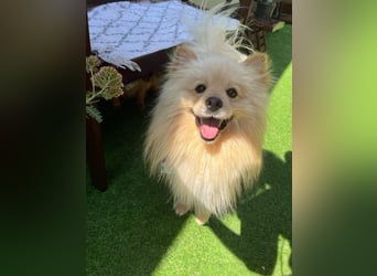 Barney2 SR – kleiner Charmeur sucht beständiges Zuhause