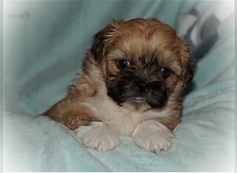 Shih Tzu Welpen