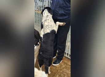 Milla - Gute-Laune-Hund wartet auf Sie