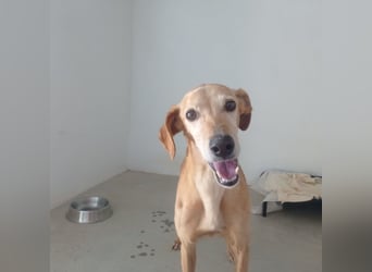 LOGAN-liebevoler,  freundlicher, menschenbezogener, traumhafter Familienhund sucht schönes  Zuhause