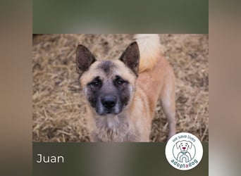 Juan: schüchterner Rüde