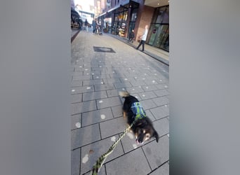 Wolfi - kleine coole Socke