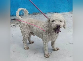 ❤️ lieber kleiner DARI - 4 Jahre, 30cm/9kg - Bichon-Mischling