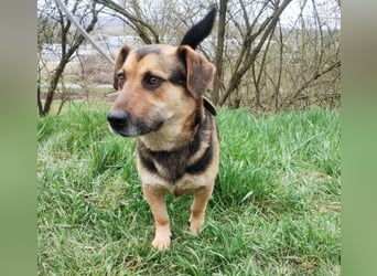 Clyde, Dackel - Schäferhund Mischling