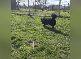 Ćiro ein Familienhund für Kinder