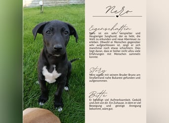 NERO - aufgeweckter Junge sucht Familie