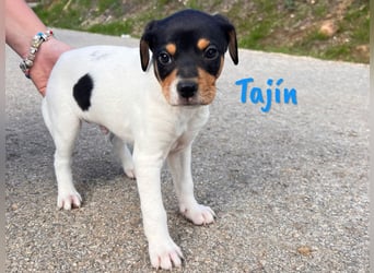 Tajín 12/2024 (ESP) - verschmuster, süßer Bodeguero-Pinscher-Mix Welpe!