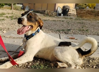 Dante (TO) Ein wundervoller kleiner Hund zum knutschen