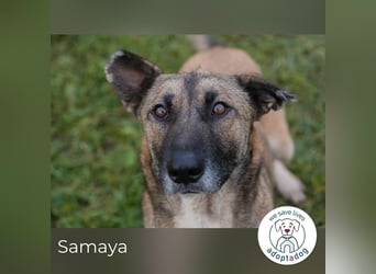 Samaya: sucht ein Zuhause