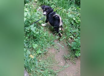 Hundekind „Monika“, ausreisebereit Ende Juni 2025, sucht Familie
