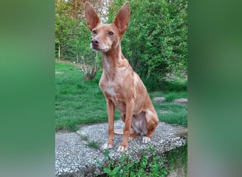 Stella, katzenverträgliche Zwerg Podenca