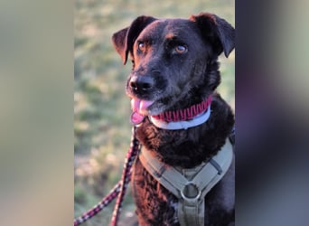 LEXI - freundliche schwarze Schönheit sucht liebevolles Zuhause