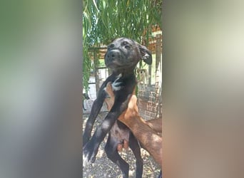 Matu sucht sein Glück