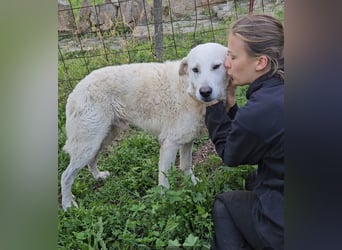 Francesco - Wo sind die Freunde von großen, gemütlichen Hunden