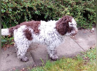 Lagotto Romagnolo Welpen, 4 Hündinnen suchen ein Zuhause