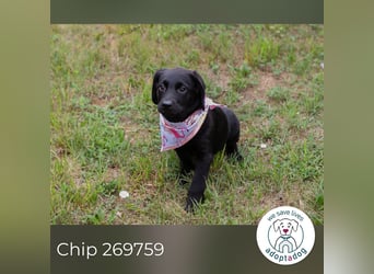 Chip 269759: Hundekind sucht ein Zuhause