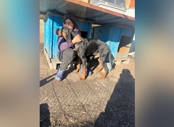 Jack , ungarische Bracke, sucht die Wärme und Nähe des Menschen