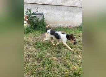 Zümi, geboren 10.12.2024, 29cm sucht seine Menschen