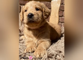 Labradoodle F1 apricot
