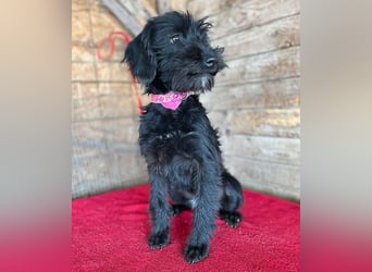 (R) ❤️ süße kleine MONTI - 6 Monate, 35cm/6kg - Schnauzer-Mix