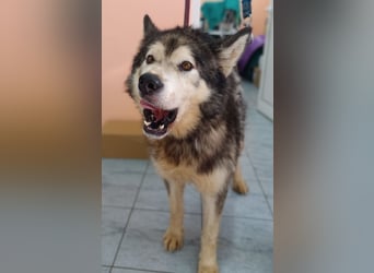 großer Husky Mischlings-Rüde Atlas sucht ein Zuhause