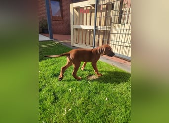 Rhodesian Ridgeback