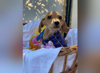 Zsebi LM - Zuhause gesucht – Neun kleine Hundekinder auf großer Mission