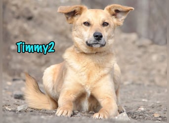 Timmy2 geb. 03/2023 - verspielter, aktiver und fröhlicher junger Rüde!