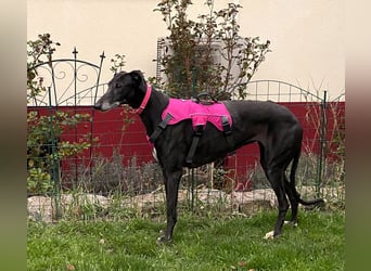sanfte Galga Chabeli (Tierschutz)