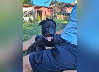 DSH Deutscher Schäferhund - Welpen lackschwarz