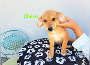 Chase 03/2024 (in Deutschland) - neugieriger und sportlicher Junghund!