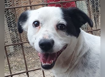 ♥SUNNY♥ neu auf Pflegestelle bei Leverkusen - zierliche, verschmuste, sanfte kleine Zuckermaus 36 cm