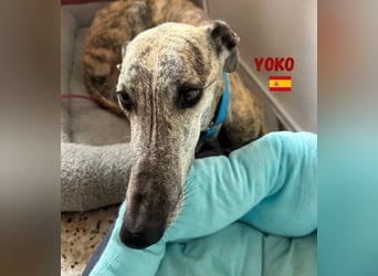 Yoko,geb.09/2020,ruhiges,unkompliziertes Galgo Mädel sucht ihre Familie