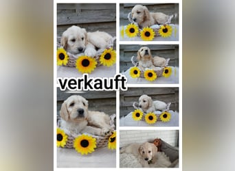 Goldendoodle Welpe F1